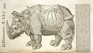 Perissodactyl Prints: Rhinocerotidae (family), rhinoceros