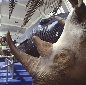 Rhinocerotidae, rhinoceros