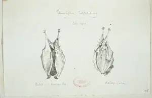Horseshoe Prints: Rhinolophus hipposideros, lesser horseshoe bat