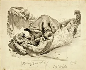 Dust Gallery: Rhinos attack a Lion