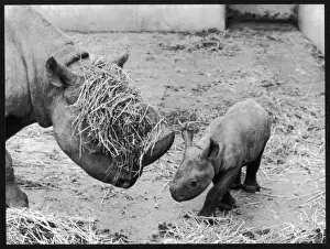 Rhinos Prints: Rhinos at Play