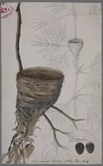 Rhipidura albicollis, white-throated fantail nest