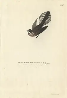 Fantail Prints: Rhipidura fuliginosa, New Zealand fantail