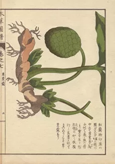 Rhizome and fruit of the round China cardamom