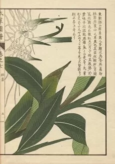 Alpinia Gallery: Rhizome and leaves of Chinese alpinia, Alpinia