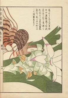 Honzo Prints: Rhizome and pink inflorescence of turmeric