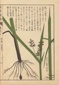 Honzo Prints: Rhizome and root of tidalmarsh flat sedge, Cyperus serotinus