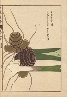 Roots Collection: Rhizome and roots of turmeric, Curcuma longa