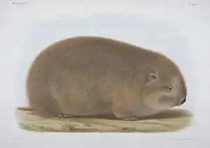 Rhizomys vestitus, bamboo rat
