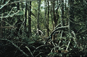 Mangrove Collection: Rhizophora mangrove forest