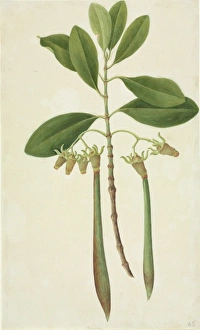 Mangrove Collection: Rhizophora sp. mangrove tree