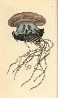 Jellyfish Prints: Rhizostoma cuvieri jellyfish