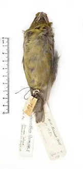 Rhodacanthis flaviceps, lesser koa-finch