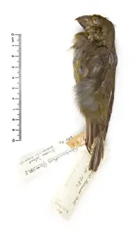 Rhodacanthis flaviceps, lesser koa-finch