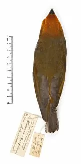 Fringillidae Collection: Rhodacanthis palmeri, greater koa finch