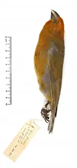 Rhodacanthis palmeri, greater koa finch