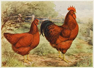 Cock Collection: Rhode Island Reds