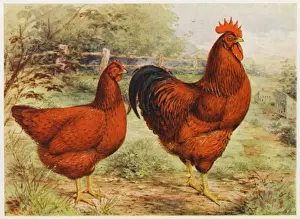 Cock Prints: Rhode Island Reds
