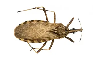 Bite Prints: Rhodnius pictipes, triatomine bug