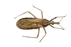Bite Prints: Rhodnius prolixus, C
