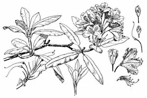 Midgley Collection: Rhododendron