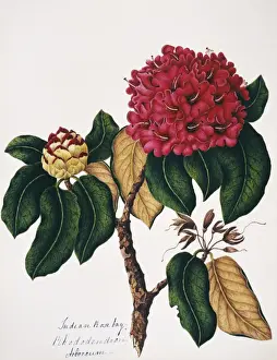 Rhododendron arborcum, Indian rosebay