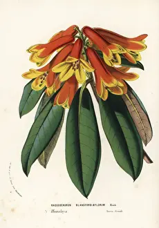 Rhododendron cinnabarinum