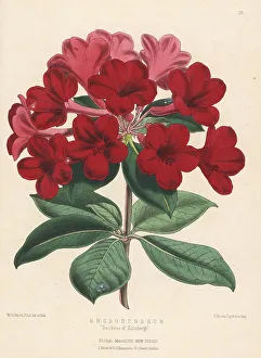 Rhododendron cultivar, Duchess of Edinburgh