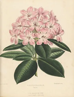 Cultivar Prints: Rhododendron cultivar, Fairy