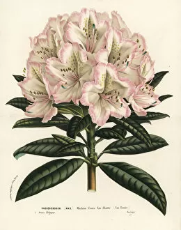 Rhododendron cultivar, Madame Louis van Houtte