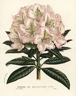 Rhododendron cultivar, Madame Louis van Houtte