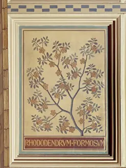 Ericaceae Prints: Rhododendron formosum