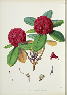 Images Dated 6th February 2009: Rhododendron fulgens