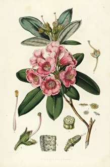 Hooker Gallery: Rhododendron glaucum