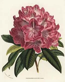 Ellen Collection: Rhododendron hybrid, Ellen Cook