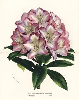 Rhododendron hybrid, Princess of Wales