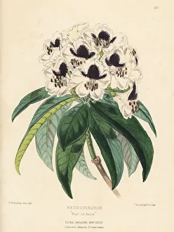 Volume 5 Prints: Rhododendron hybrid, Star of Ascot