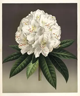Princesse Prints: Rhododendron hybridum, Princesse Louise
