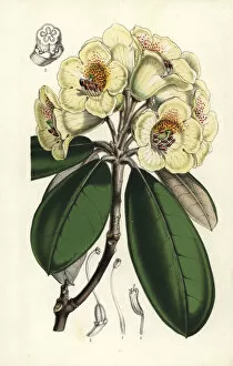Hooker Gallery: Rhododendron lanatum