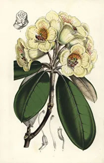 Hooker Gallery: Rhododendron lanatum