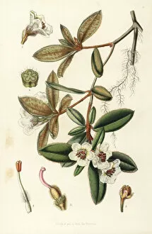 Hooker Gallery: Rhododendron pendulum