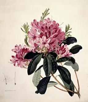 Ralph Prints: Rhododendron sp