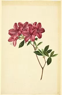 Ericales Collection: Rhododendron sp