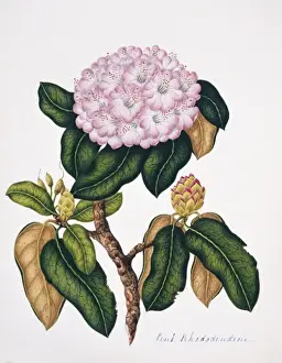 Ericaceae Prints: Rhododendron sp. pink rhododendron