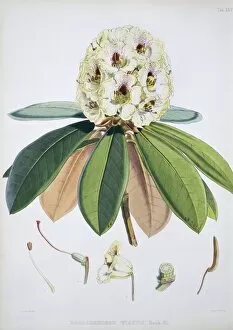 Sir Joseph Dalton Gallery: Rhododendron sp. rhododendron