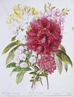 Vibrant Prints: Rhododendron sp. rhododendron