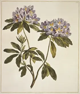 Rhododendron sp. rhododendron