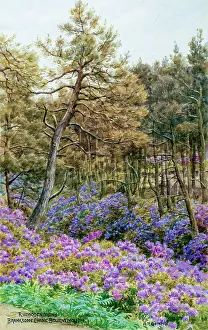 Chine Prints: Rhododendrons, Branksome Chine, Bournemouth, Dorset
