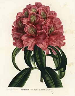 Flandre Gallery: Rhododendrum hybrid, Fleur de Flandre, Rhododendron ponticum
