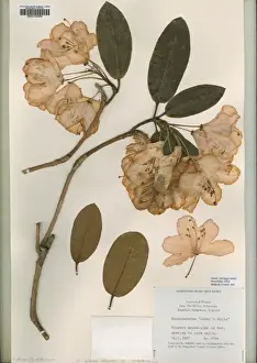 Ericaceae Prints: Rhododendrum, loders white